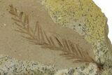 Dawn Redwood (Metasequoia) Fossil - Montana #165224-1